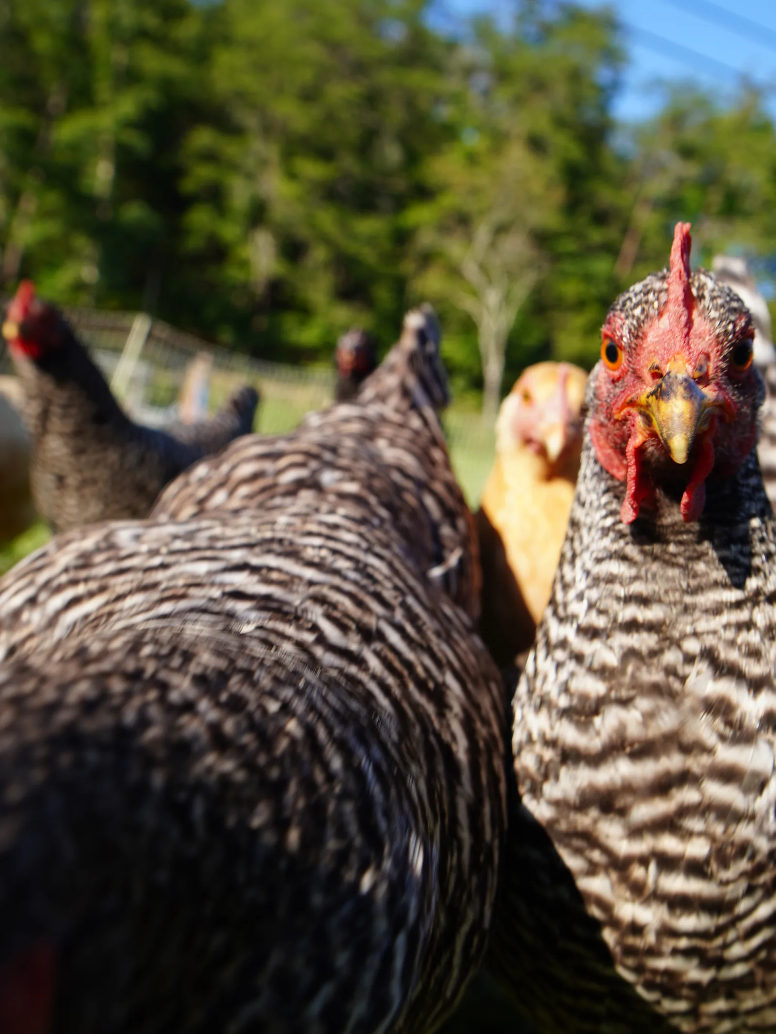 Barred Rock chicken at Smoky Mountain Acres